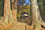 熊野神社のスギ-05