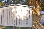 興生寺のカヤ-09