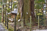 鷲子山上神社の千年杉-08