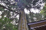 富山諏訪神社のスギ-04