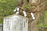 那須温泉神社のミズナラ-04