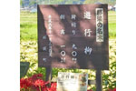 cm-遊行柳-05