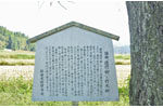 cm-遊行柳-10