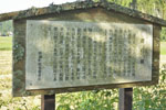 cm-遊行柳-11
