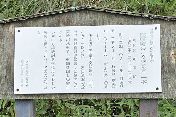 cm-芦野城址のコウヤマキ-01