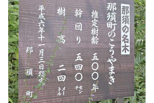 cm-芦野城址のコウヤマキ-02