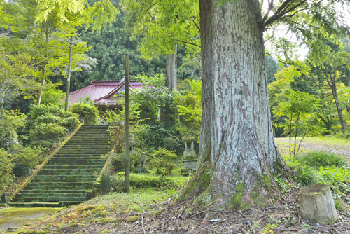揚源寺のメタセコイア-01