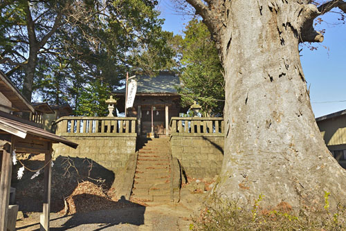 国府神社のケヤキ-01