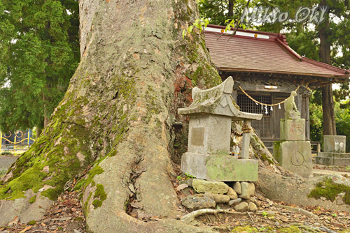 中島稲荷神社のケヤキ-01