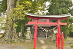 中島稲荷神社のケヤキ-02