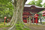 高椅神社のケヤキ-04