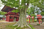 高椅神社のケヤキ-06