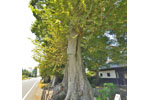 福地家のケヤキ-06