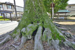 東箭神社のケヤキ-08