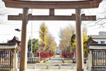須賀神社のケヤキ-09