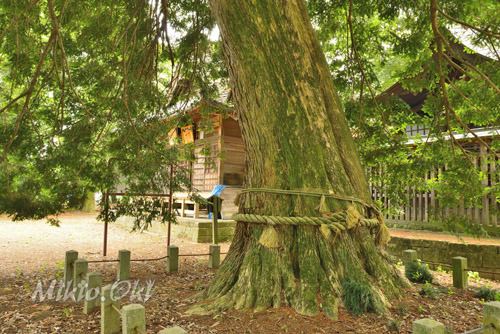 小宅八幡宮のカヤ-01