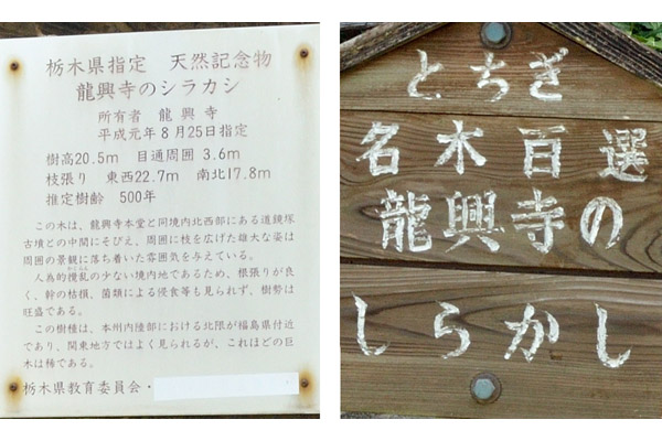 cm-龍興寺のシラカシ-01