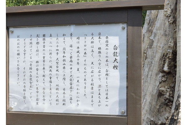 cm-龍興寺のシラカシ-02