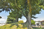 小金井一里塚のエノキ-06