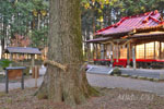 橋本鷲宮神社のモミ-04