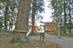 橋本鷲宮神社のモミ-06