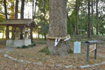 橋本鷲宮神社のモミ-08
