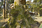 丸嶽山神社のケヤキ-09