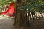 熊野神社のカヤ-11