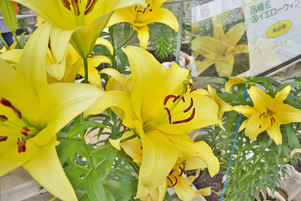 cm-とちぎ花センター (展示温室)-02