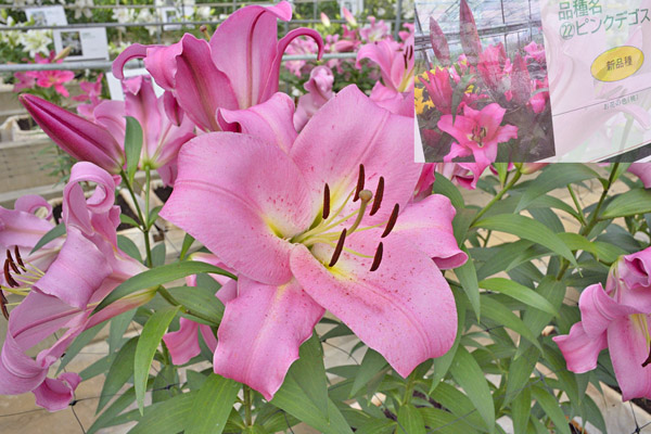 cm-とちぎ花センター (展示温室)-03
