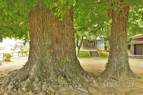 星宮神社のイチョウ-01