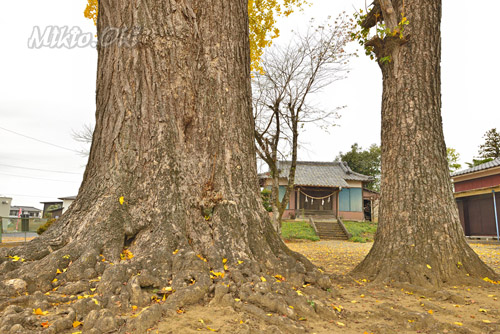 星宮神社のイチョウ-01