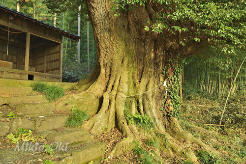 富田雷電神社の椎-01