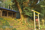 富田雷電神社の椎-02