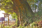富田雷電神社の椎-12