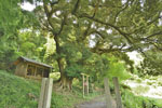 富田雷電神社の椎-02