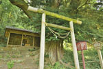 富田雷電神社の椎-03