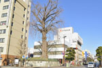 旭町の大イチョウ-02