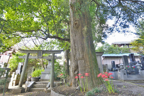 光琳寺のカヤ-01