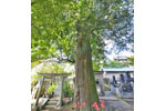 光琳寺のカヤ-02