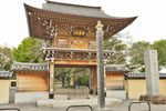 金剛定寺のカヤ-04