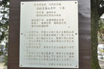 金剛定寺のカヤ-13