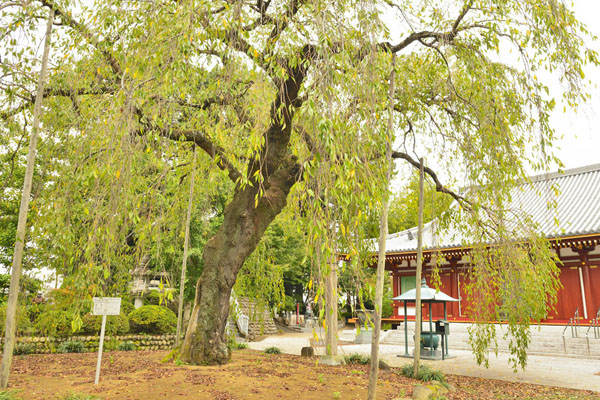 cm-成願寺-01