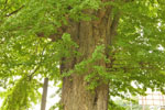 成願寺のイチョウ-05