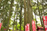 羽黒山神社の夫婦杉-02