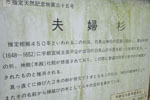 羽黒山神社の夫婦杉-09