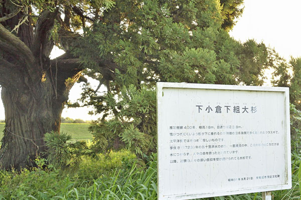 cm-下小倉下組大杉-01