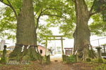 智賀都神社のケヤキ-04