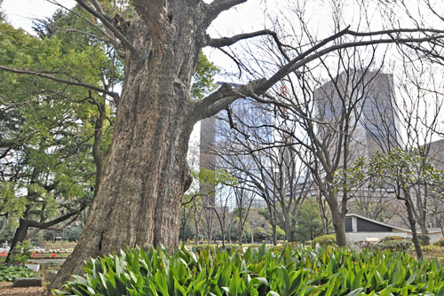 日比谷公園の首賭けイチョウ-01