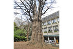 日比谷公園の首賭けイチョウ-02